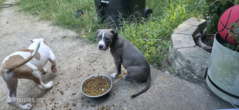 Estrella – American Bully puppy for sale in Tomball, TX