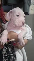 Minnie, a female American Bully for sale in Tomball, TX – 7 of 7