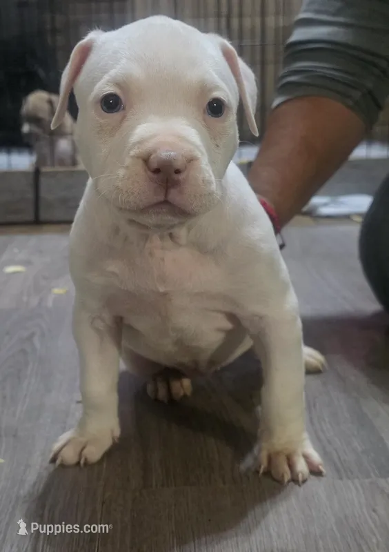 Minnie – American Bully puppy for sale in Tomball, TX
