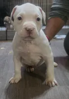Minnie, a female American Bully for sale in Tomball, TX – 1 of 4