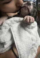 Estrella, a female American Bully for sale in Tomball, TX – 5 of 7