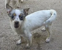Buttercup (Pomchi), a female Pomchi for sale in Tomball, TX – 1 of 8