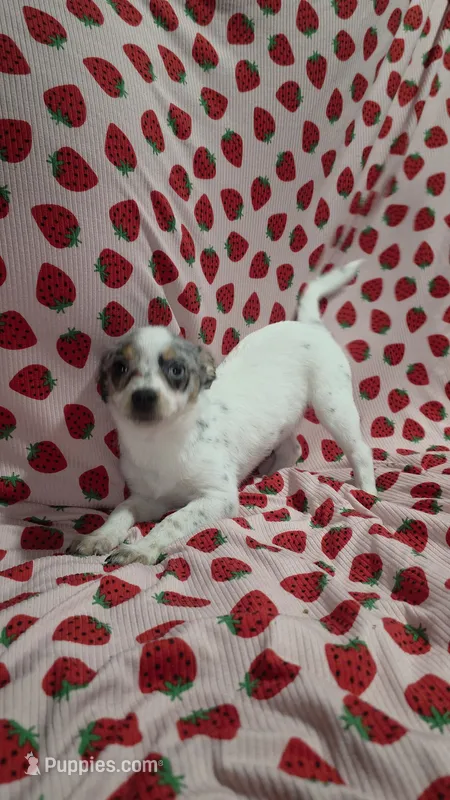 Buttercup – Pomchi puppy for sale in Tomball, TX