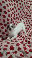 Buttercup, a female Pomchi for sale in Tomball, TX – 1 of 4
