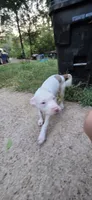 Spot (XL American Bully), a female American Bully for sale in Tomball, TX – 6 of 8