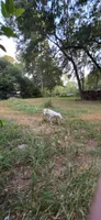 Minnie (XL American Bully), a female American Bully for sale in Tomball, TX – 8 of 10