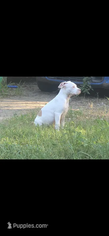 Minnie (XL American Bully) – American Bully puppy for sale in Tomball, TX