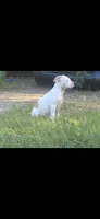 Minnie (XL American Bully), a female American Bully for sale in Tomball, TX – 10 of 10