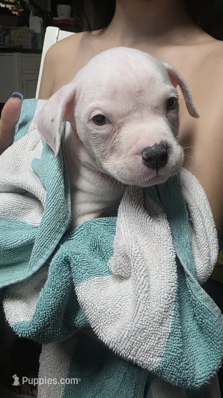 Rango – American Bully puppy for sale in Tomball, TX