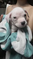Rango, a male American Bully for sale in Tomball, TX – 1 of 6
