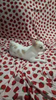 Bubbles, a female Pomchi for sale in Tomball, TX – 5 of 8