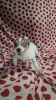 Blossom, a female Pomchi for sale in Tomball, TX – 3 of 4