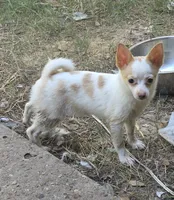 Bubbles, a female Pomchi for sale in Tomball, TX – 7 of 8
