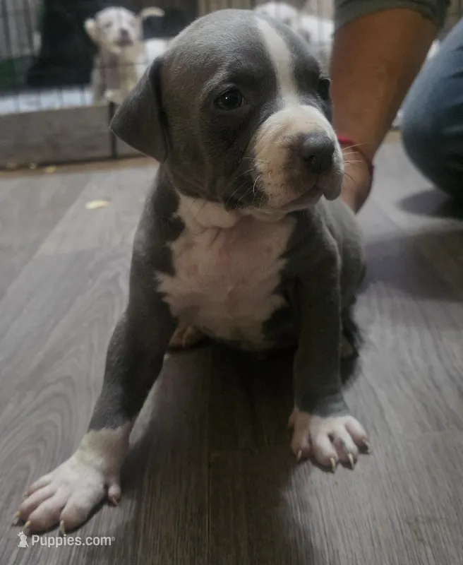 Estrella – American Bully puppy for sale in Tomball, TX