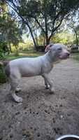 Spot (XL American Bully), a female American Bully for sale in Tomball, TX – 7 of 8