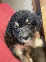 female 1, a female Australian Shepherd for sale in Falls City, NE – 2 of 3