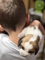 Female 1, a female Basset Hound for sale in Falls City, NE – 2 of 3