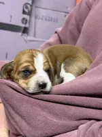 Female 3, a female Basset Hound for sale in Falls City, NE – 3 of 3