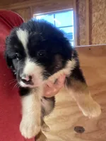 male 1, a male Australian Shepherd for sale in Falls City, NE – 2 of 3