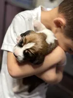 Female 2, a female Basset Hound for sale in Falls City, NE – 2 of 3