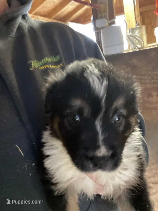 female 2 – Australian Shepherd puppy for sale in Falls City, NE