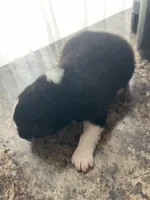 processed/2d6b821a-ea60-4509-ab8b-b68b6ab0c40c/listing/395340c4-3bb6-4468-a0a5-fb5f93aac79e/d063264e-33f3-4d33-9501-801ab6f1ebaa