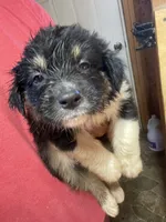 female 1, a female Australian Shepherd for sale in Falls City, NE – 3 of 3