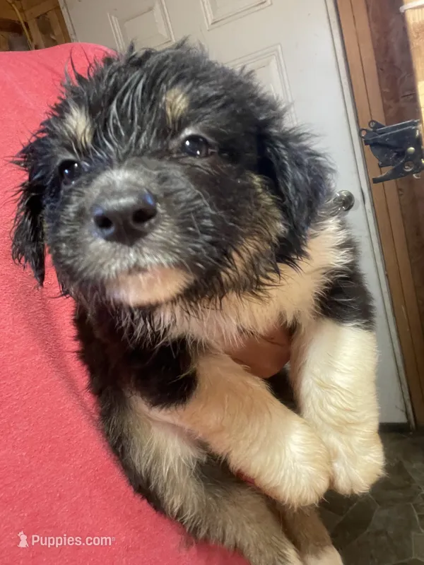 female 1 – Australian Shepherd puppy for sale in Falls City, NE
