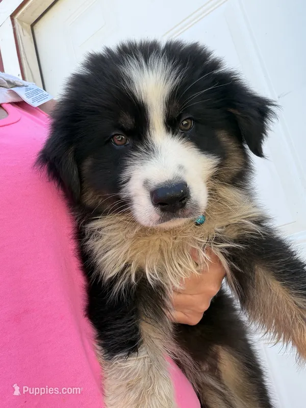male 3 – Australian Shepherd puppy for sale in Falls City, NE