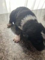 female 1, a female Australian Shepherd for sale in Falls City, NE – Photo 3 of 4