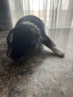 female 1, a female Australian Shepherd for sale in Falls City, NE – Photo 2 of 4