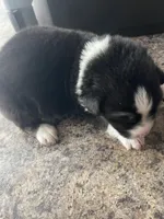 female 1, a female Australian Shepherd for sale in Falls City, NE – Photo 1 of 4