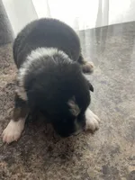 female 1, a female Australian Shepherd for sale in Falls City, NE – Photo 4 of 4