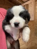 Male 2, a male Australian Shepherd for sale in Falls City, NE – 2 of 3