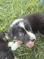 male 4, a male Australian Shepherd for sale in Falls City, NE – 1 of 1