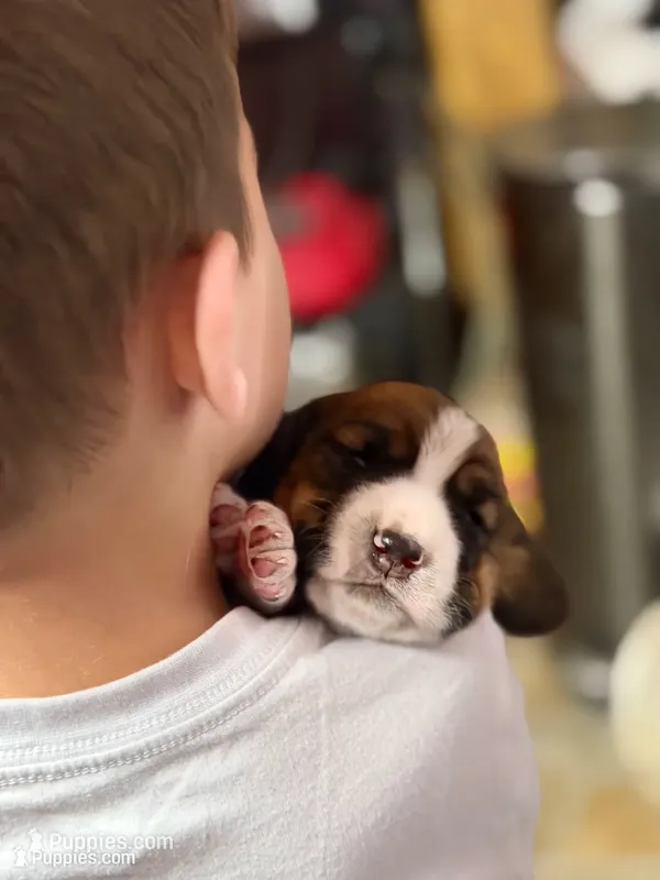 Female 2 – Basset Hound puppy for sale in Falls City, NE
