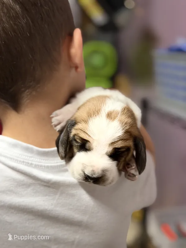 Female 1 – Basset Hound puppy for sale in Falls City, NE