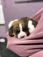 Female 2, a female Basset Hound for sale in Falls City, NE – 3 of 3