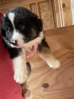 male 1, a male Australian Shepherd for sale in Falls City, NE – 3 of 3