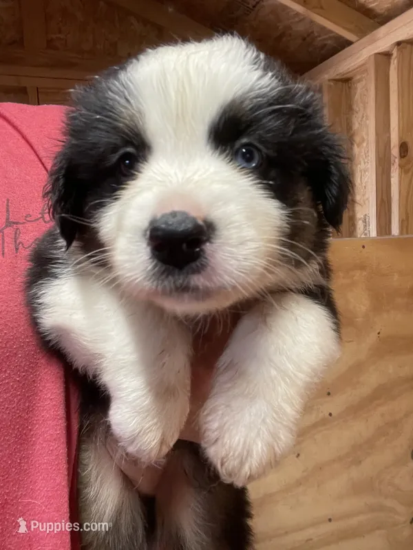 Male 2 – Australian Shepherd puppy for sale in Falls City, NE