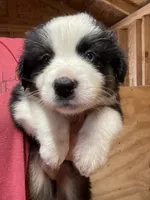 Male 2, a male Australian Shepherd for sale in Falls City, NE – 1 of 3