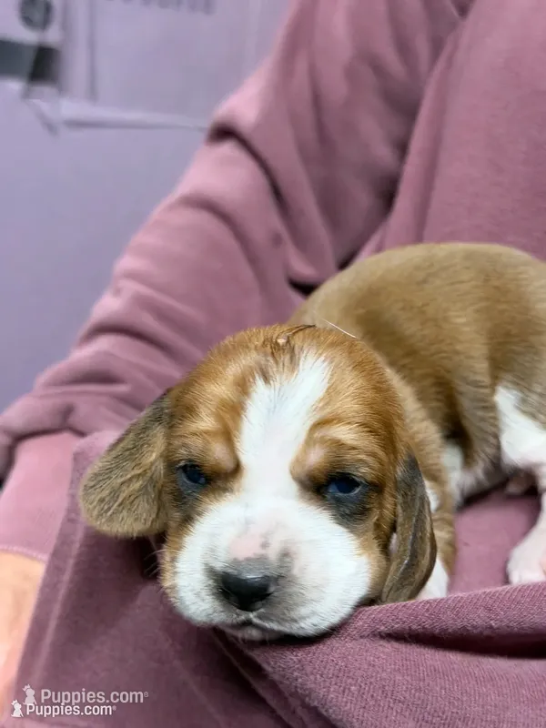Female 3 – Basset Hound puppy for sale in Falls City, NE