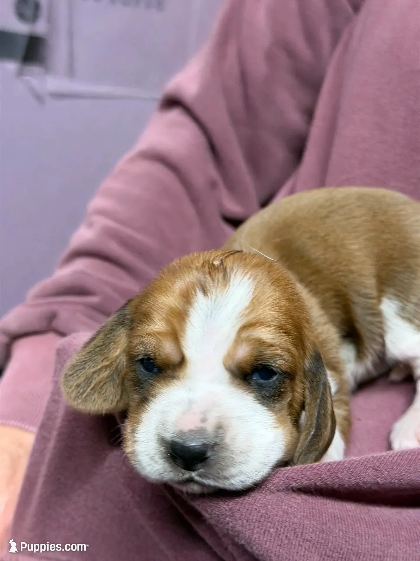 Female 3, a female Basset Hound for sale in Falls City, NE – 1 of 3