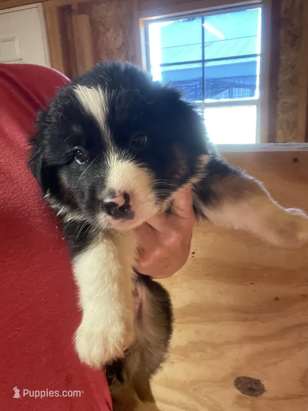 male 1 – Australian Shepherd puppy for sale in Falls City, NE