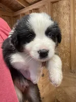 Male 2, a male Australian Shepherd for sale in Falls City, NE – 3 of 3