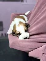Female 1, a female Basset Hound for sale in Falls City, NE – 3 of 3