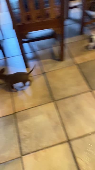 Puppy 3 male. Pup, a male Chihuahua for sale in Baton Rouge, LA – 5 of 5