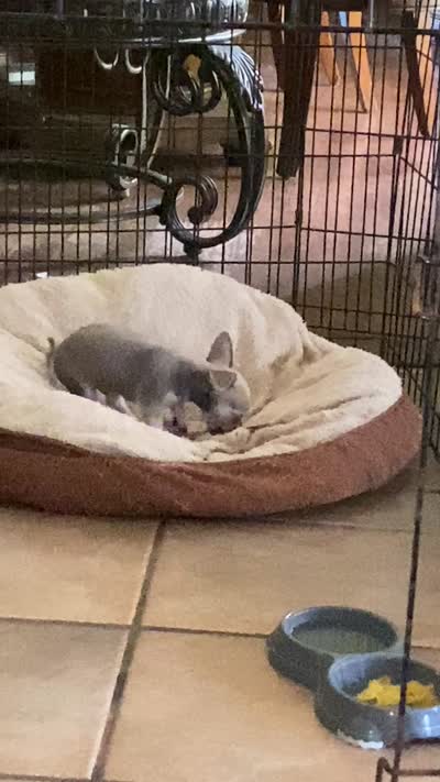 Baby 3, a male Chihuahua for sale in Baton Rouge, LA – 7 of 7