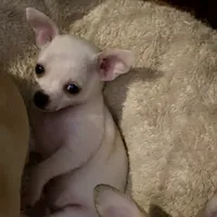Puppy 2 male purebred , a male Chihuahua for sale in Baton Rouge, LA – 7 of 10