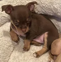 Puppy 3 male. Pup, a male Chihuahua for sale in Baton Rouge, LA – 2 of 5